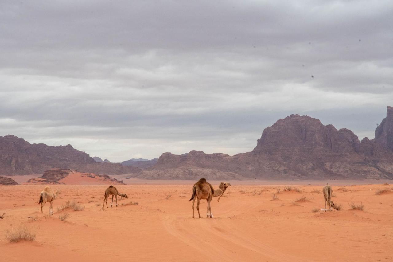 Wadi Rum Nights Luaran gambar