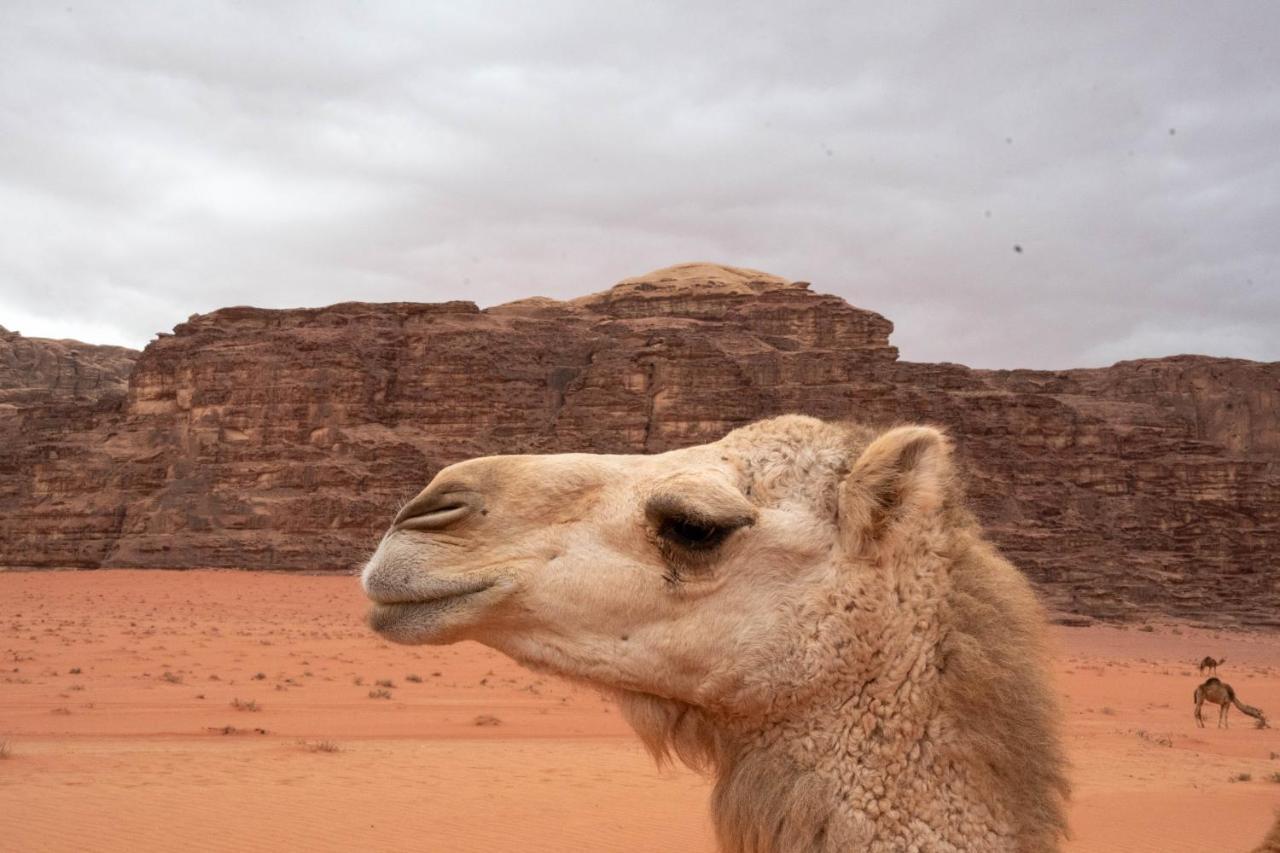 Wadi Rum Nights Luaran gambar